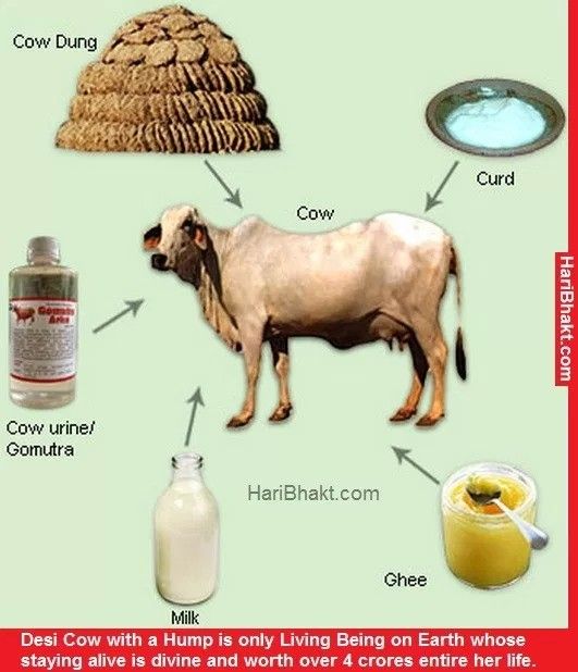 गौ माता की रक्षा और देसी गाय का महत्व